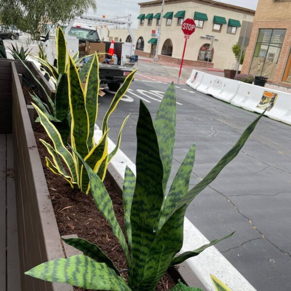 Outdoor dining in Placentia
